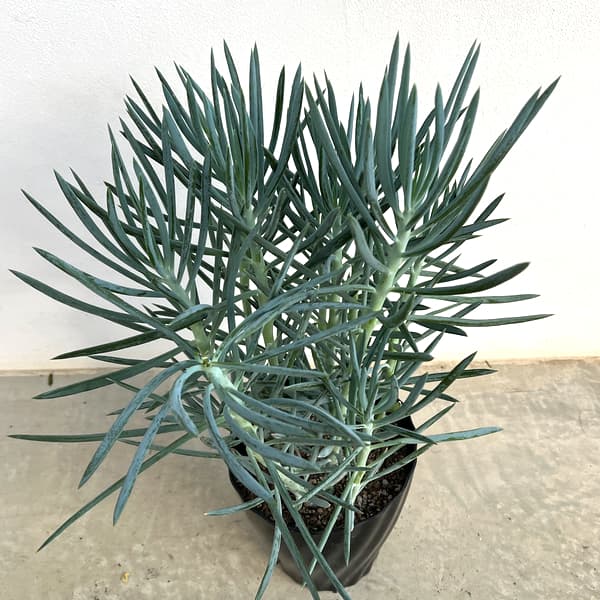キュリオ(セネシオ):ブルース6号鉢植え