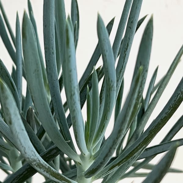 キュリオ(セネシオ):ブルース6号鉢植え