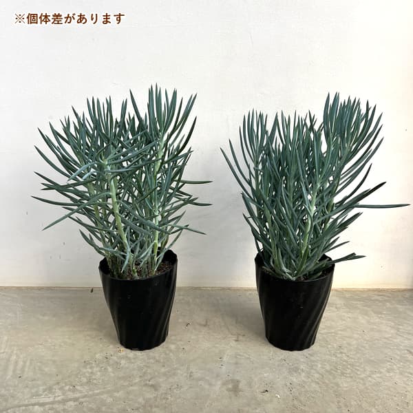 キュリオ(セネシオ):ブルース6号鉢植え