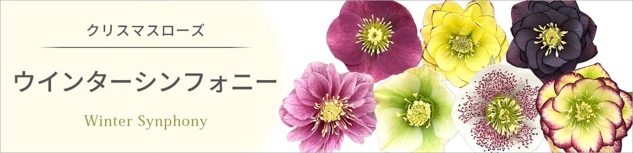 クリスマスローズ:ウインターシンフォニー