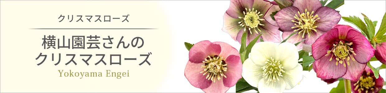 クリスマスローズ:横山園芸さんのクリスマスローズ