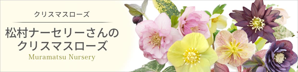 クリスマスローズの苗:松村ナーセリーさんのクリスマスローズ