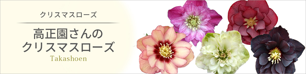クリスマスローズ:高正園さんのクリスマスローズ