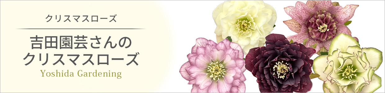 吉田園芸さんのクリスマスローズ