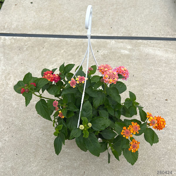 ランタナ:七変化ミックス植え 6号吊り鉢