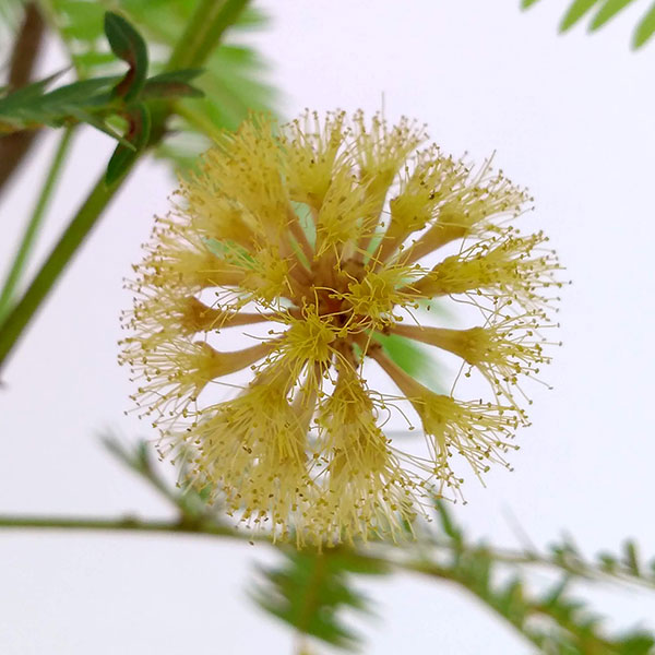 （わけあり特価）エバーフレッシュ　6号鉢植え