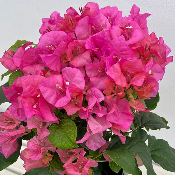 ブーゲンビレア赤花5号鉢植え