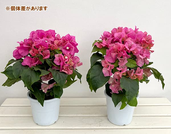 ブーゲンビレア赤花5号鉢植え