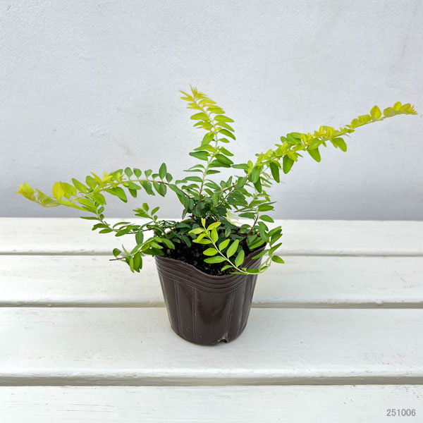 ロニセラ:ニティダ エドミーゴールド3~3.5号ポット