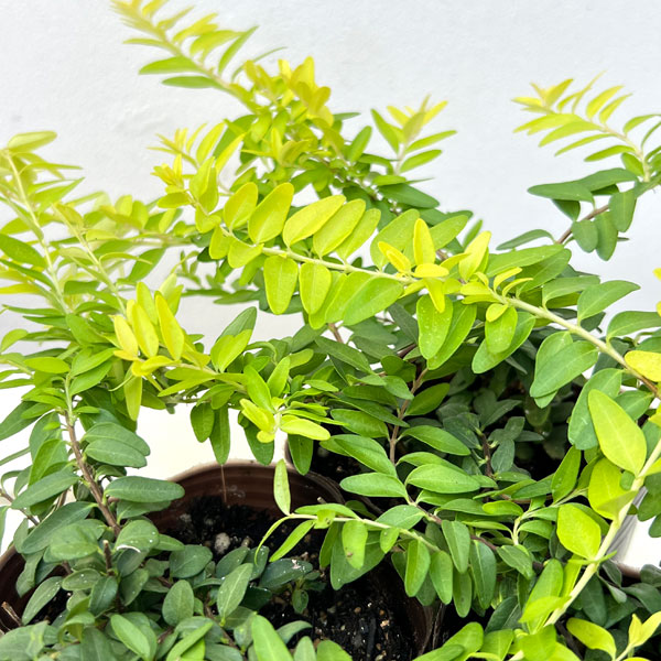 ロニセラ:ニティダ エドミーゴールド3~3.5号ポット