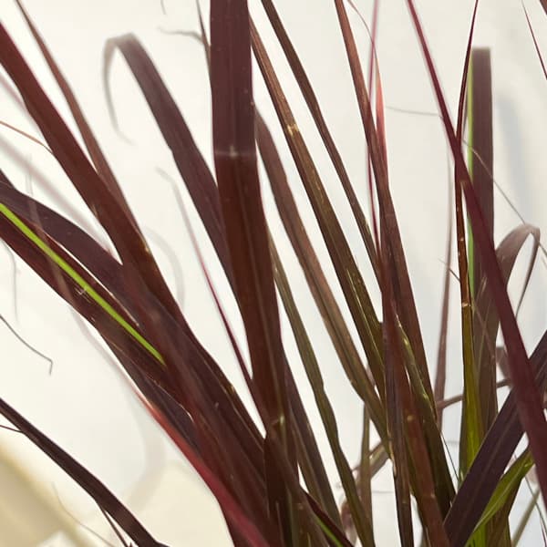 パープルファウンテングラス(ペニセタム・ルブラム)6号鉢植え
