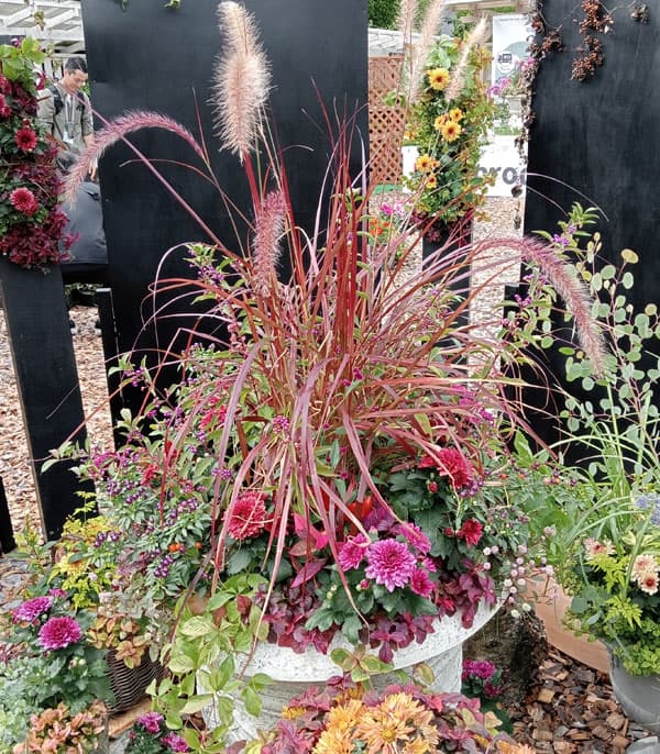 パープルファウンテングラス（ペニセタム・ルブラム）6号鉢植え