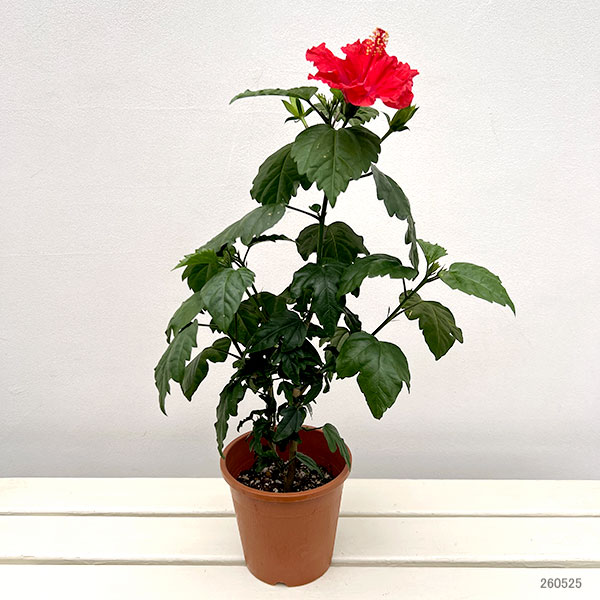 園芸ネット本店｜ハイビスカス：サマーレッド5号鉢植え の通販【公式】