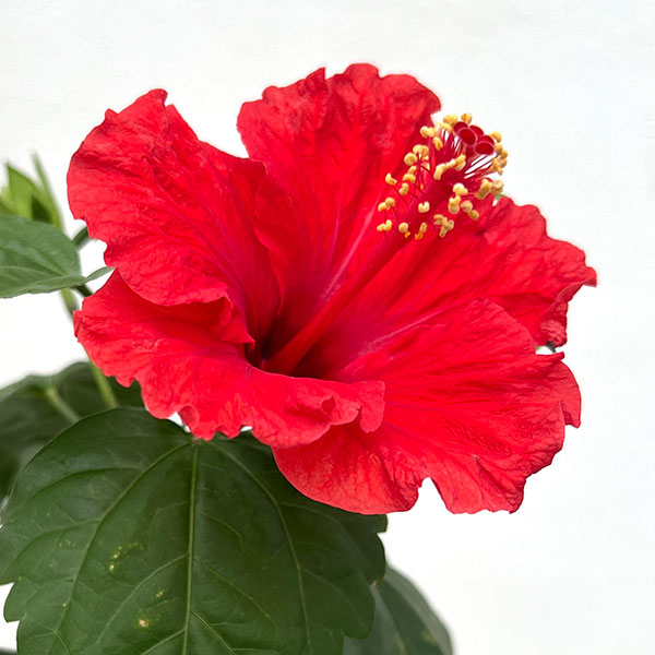 ハイビスカス：サマーレッド5号鉢植え