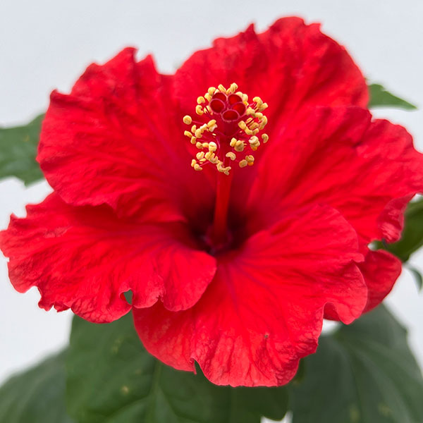 ハイビスカス：サマーレッド5号鉢植え