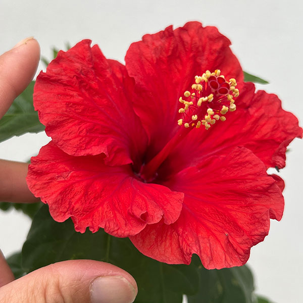 園芸ネット本店｜ハイビスカス：サマーレッド5号鉢植え の通販【公式】