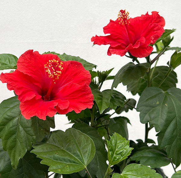 園芸ネット本店｜ハイビスカス：サマーレッド5号鉢植え の通販【公式】