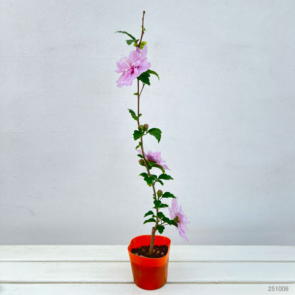 ムクゲ(槿):ダイトクジハナガサ(大徳寺花笠)3.5号ポット