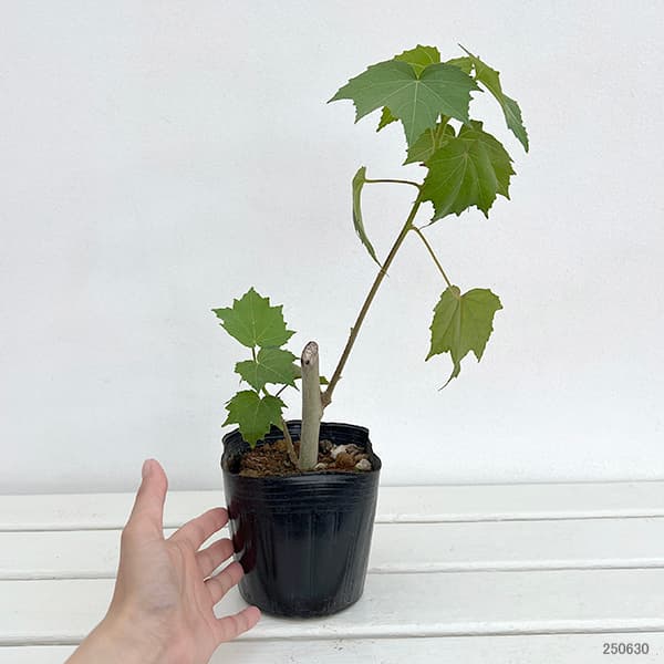 スイフヨウ（酔芙蓉）：八重4.5号ポット
