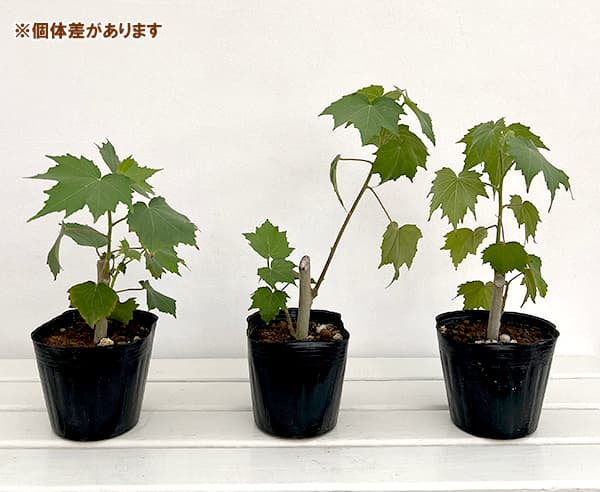 スイフヨウ（酔芙蓉）：八重4.5号ポット