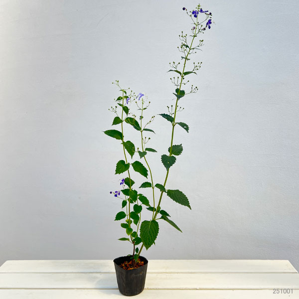 カリガネソウ3号ポット