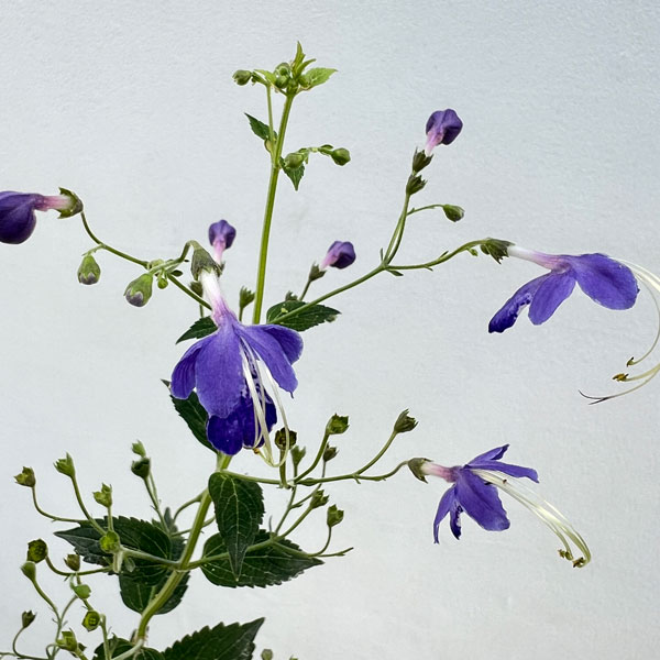 カリガネソウ3号ポット