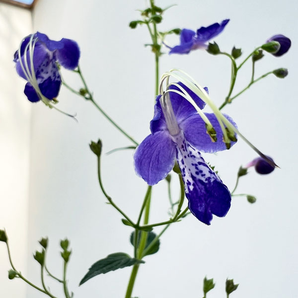 カリガネソウ3号ポット