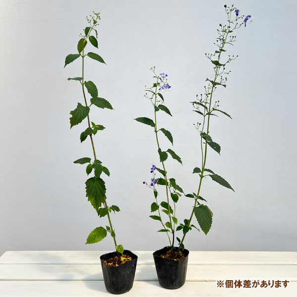 カリガネソウ3号ポット