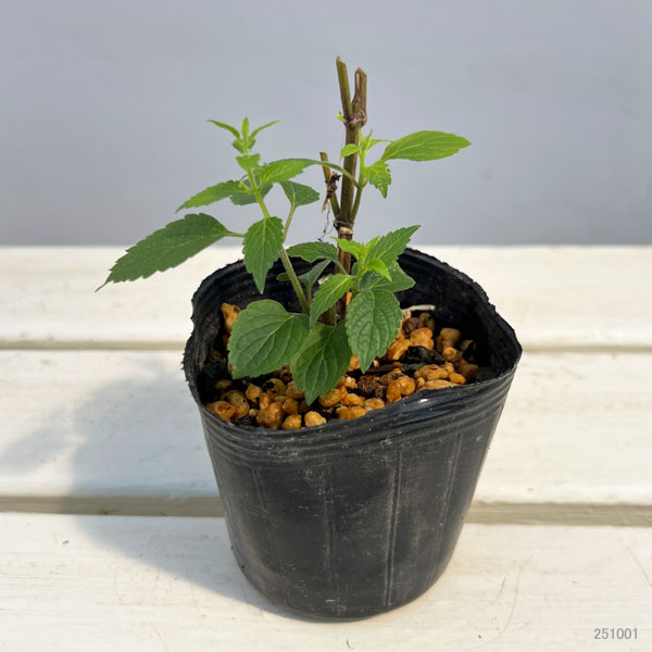 カリガネソウ3号ポット