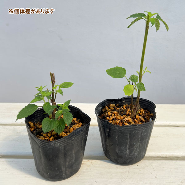 カリガネソウ3号ポット