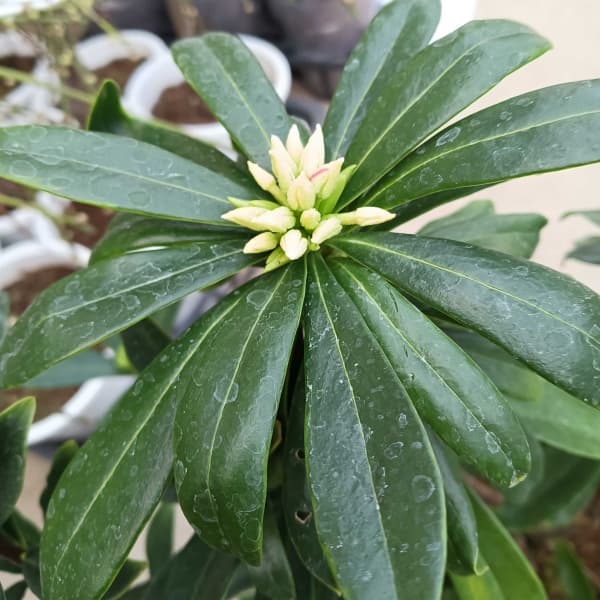 ジンチョウゲ（沈丁花）：咲き分け5号ポット