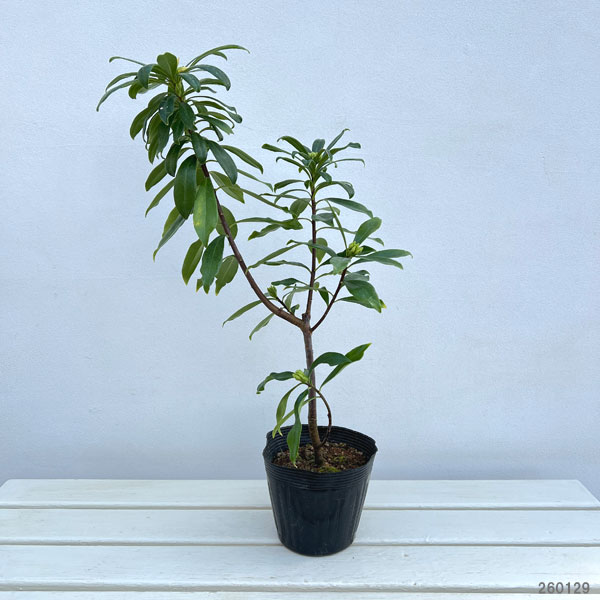 ジンチョウゲ（沈丁花）：咲き分け5号ポット