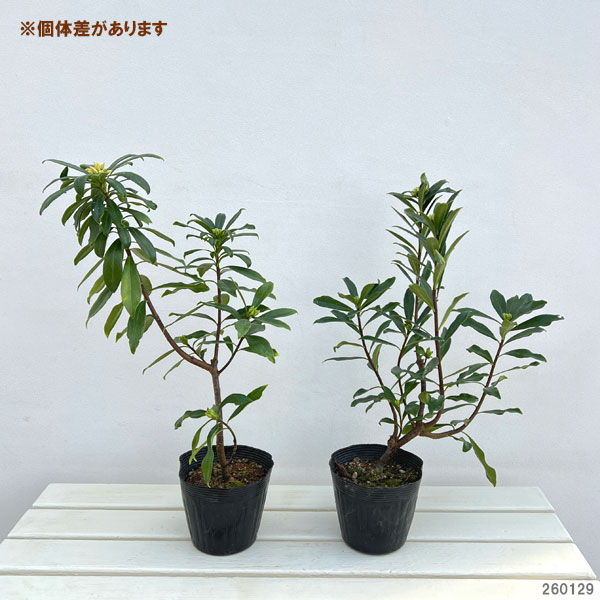 ジンチョウゲ（沈丁花）：咲き分け5号ポット