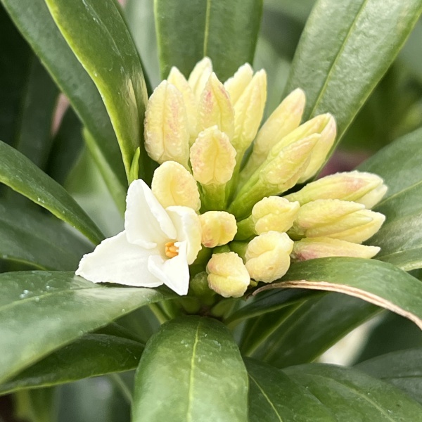 ジンチョウゲ（沈丁花）：咲き分け5号ポット