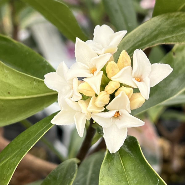 ジンチョウゲ（沈丁花）：咲き分け5号ポット