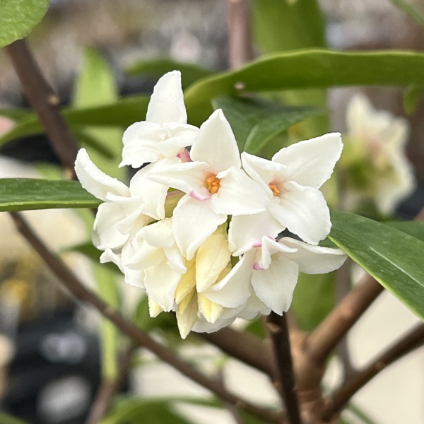 ジンチョウゲ（沈丁花）：咲き分け5号ポット