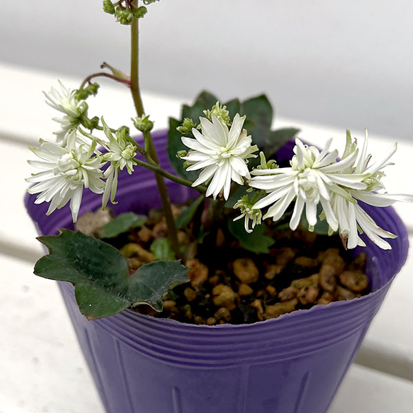 ダイモンジソウ（大文字草）：白糸の滝3-3.5号ポット*