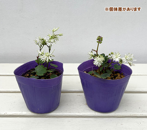 ダイモンジソウ（大文字草）：白糸の滝3-3.5号ポット*