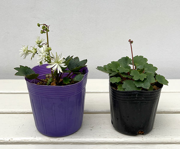 ダイモンジソウ（大文字草）：白糸の滝3-3.5号ポット*