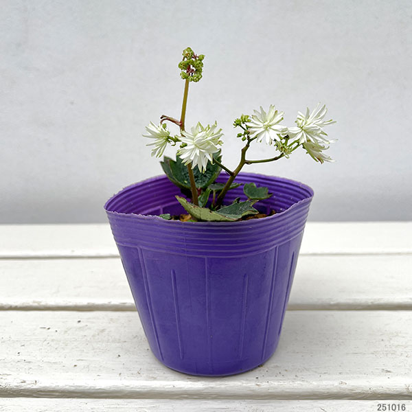 ダイモンジソウ（大文字草）：白糸の滝3-3.5号ポット*