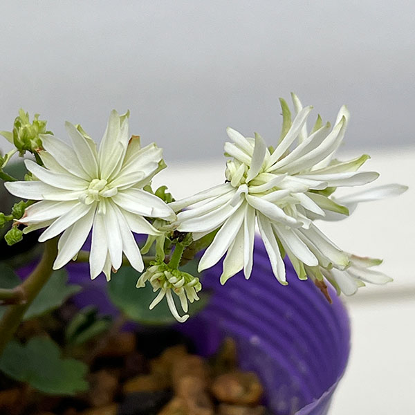 ダイモンジソウ（大文字草）：白糸の滝3-3.5号ポット*