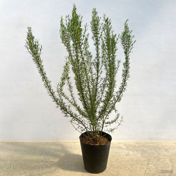 ローズマリー(立性):マジョルカピンク7号ポット