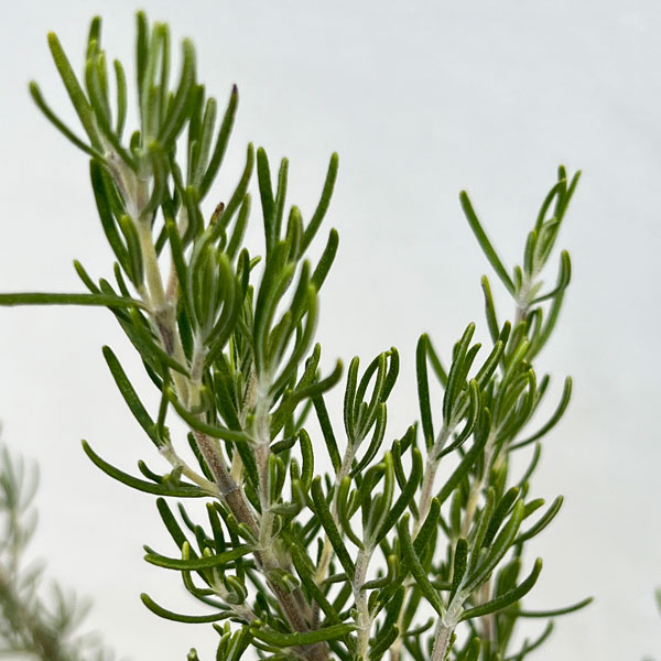 ローズマリー(立性):マジョルカピンク7号ポット