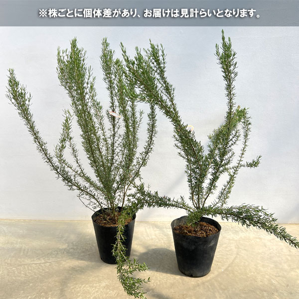 ローズマリー(立性):マジョルカピンク7号ポット