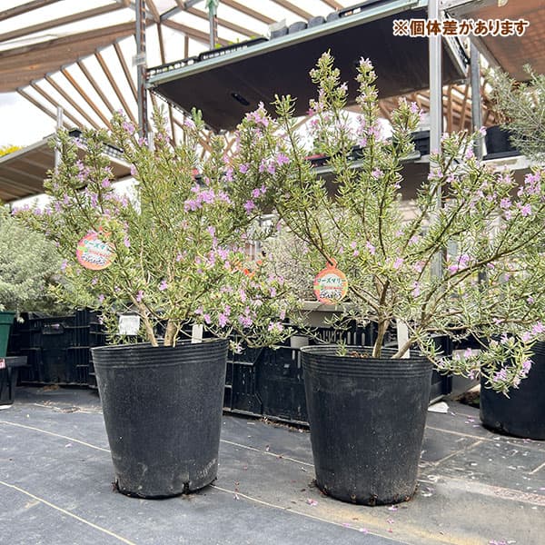 ローズマリー（立性）：マジョルカピンク7号ポット