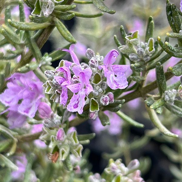 ローズマリー（立性）：マジョルカピンク7号ポット