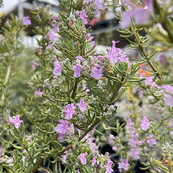 ローズマリー（立性）：マジョルカピンク7号ポット