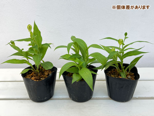 ホトトギス:白花3号ポット 2株セット