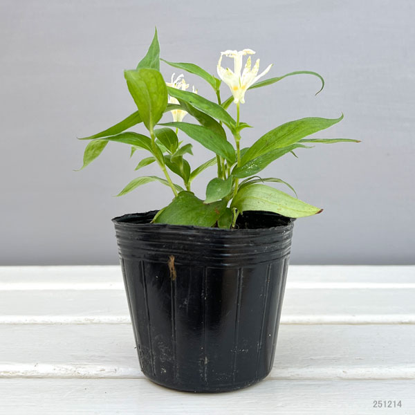 ホトトギス:白花3号ポット