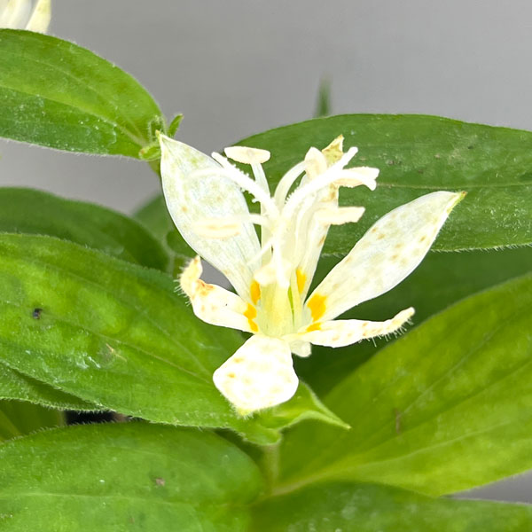 ホトトギス:白花3号ポット